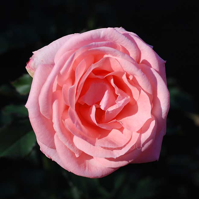 バラ セブンティーン｜花の手帖の薔薇図鑑