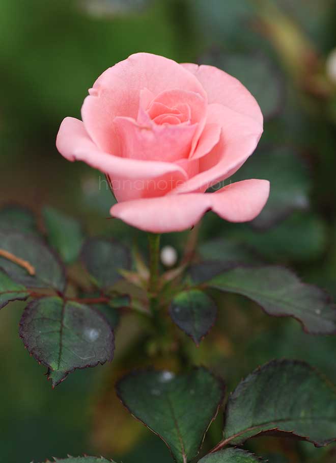 バラ セブンティーン｜花の手帖の薔薇図鑑