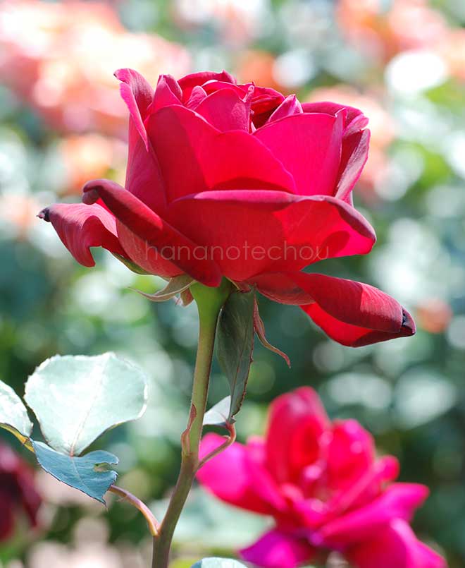 バラ セブンス ヘブン｜花の手帖の薔薇図鑑