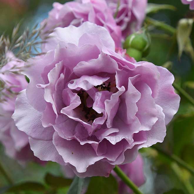 バラ シャドウ オブ ザ ムーン｜花の手帖の薔薇図鑑