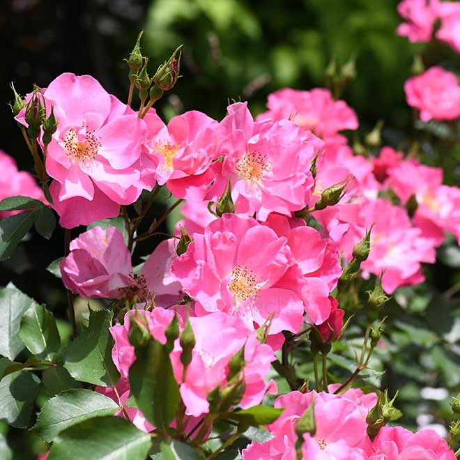 バラ シャングリラ｜花の手帖の薔薇図鑑