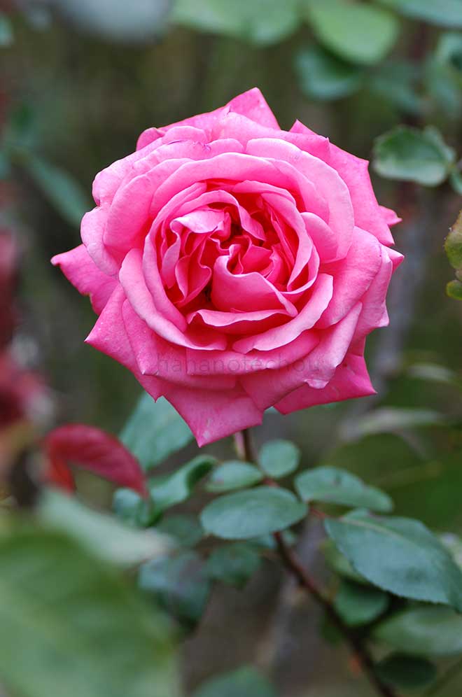 バラ シャノン｜花の手帖の薔薇図鑑