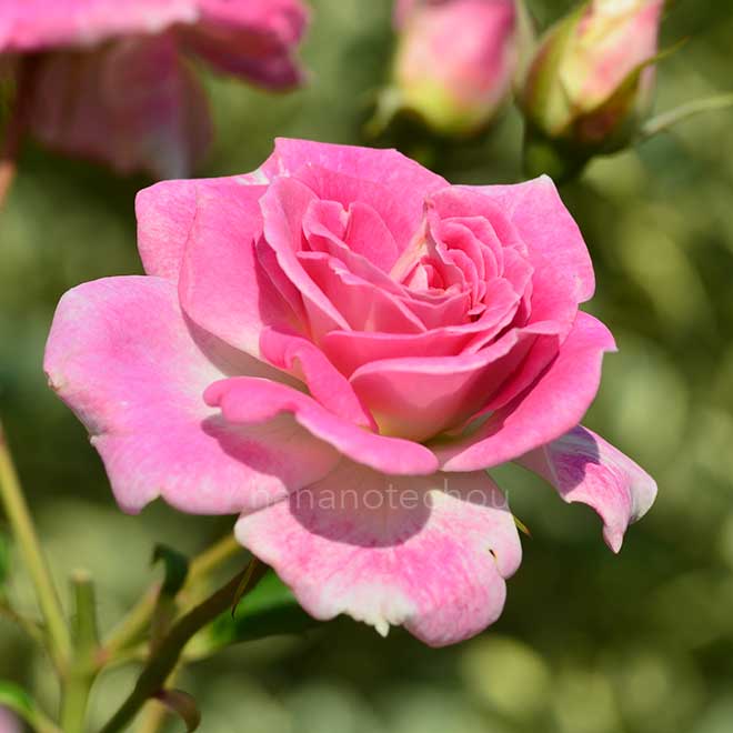 バラ シェアリング ア ハピネス｜花の手帖の薔薇図鑑