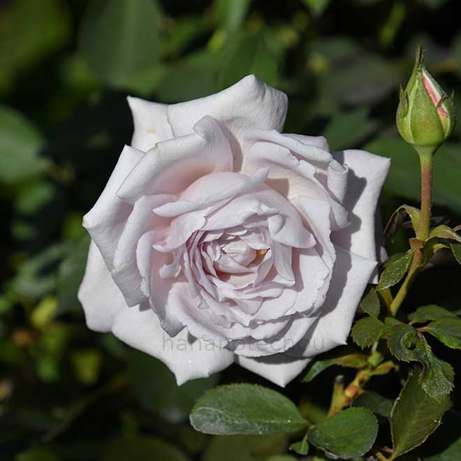 バラ 志野｜花の手帖の薔薇図鑑