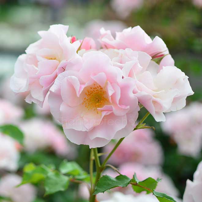 バラ しののめ｜花の手帖の薔薇図鑑