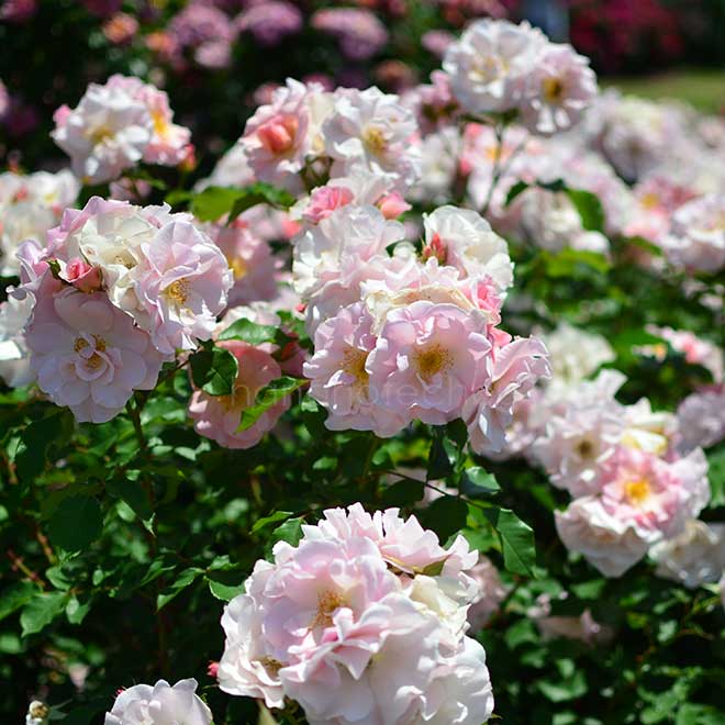 バラ しののめ｜花の手帖の薔薇図鑑