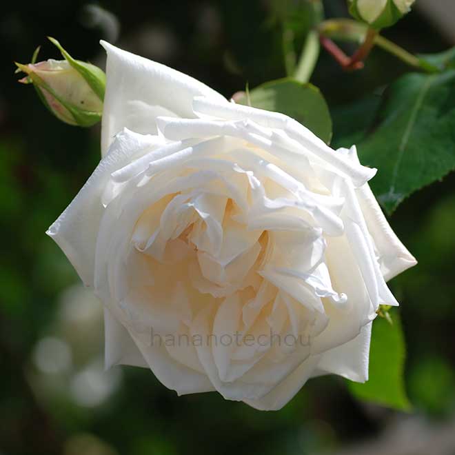 バラ 新雪｜花の手帖の薔薇図鑑