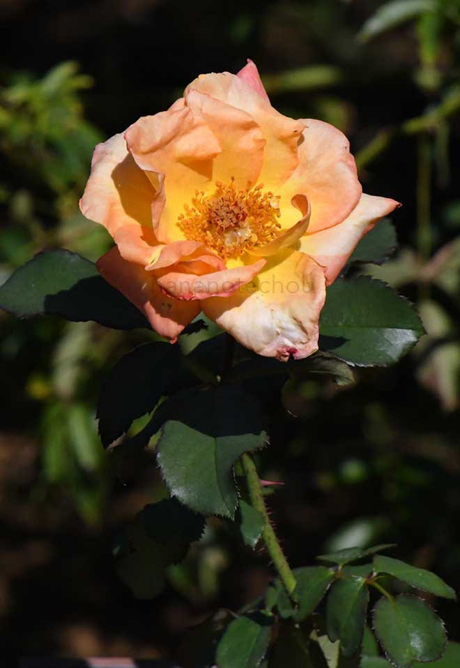 バラ シラレー｜花の手帖の薔薇図鑑