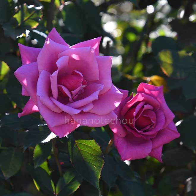 バラ 紫雲｜花の手帖の薔薇図鑑