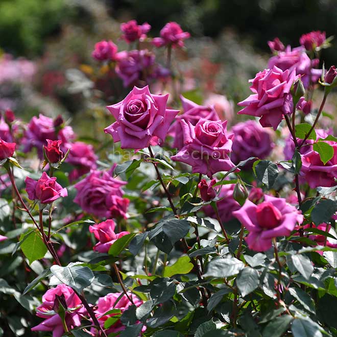 バラ 紫雲｜花の手帖の薔薇図鑑