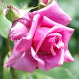 バラ つる紫雲｜花の手帖の薔薇図鑑