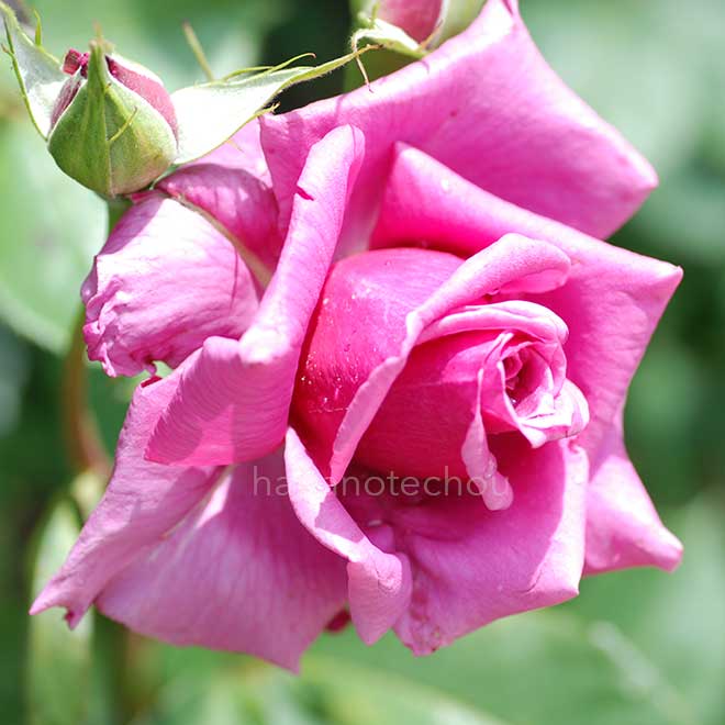 バラ つる紫雲｜花の手帖の薔薇図鑑