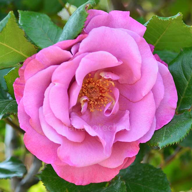 バラ ショッキング ブルー｜花の手帖の薔薇図鑑