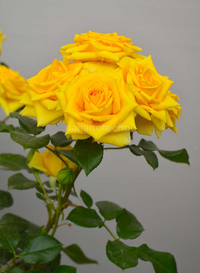 バラ シューティング スター｜花の手帖の薔薇図鑑