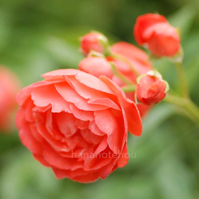 バラ 珠玉｜花の手帖の薔薇図鑑