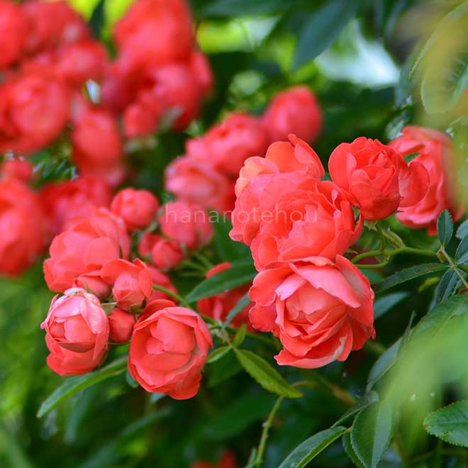 バラ 珠玉｜花の手帖の薔薇図鑑