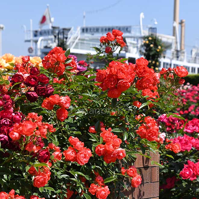 バラ 珠玉｜花の手帖の薔薇図鑑