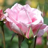 バラ 春芳｜花の手帖の薔薇図鑑