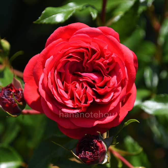 バラ ジークフリート｜花の手帖の薔薇図鑑