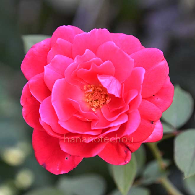 バラ シエンプレ｜花の手帖の薔薇図鑑