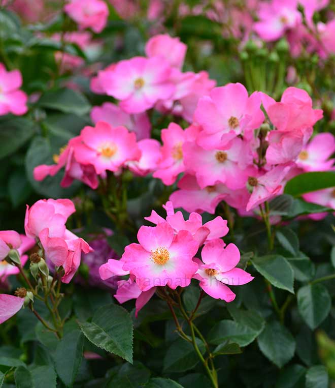 バラ シエスタ｜花の手帖の薔薇図鑑