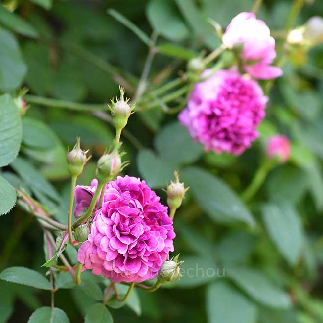 バラ 紫玉｜花の手帖の薔薇図鑑