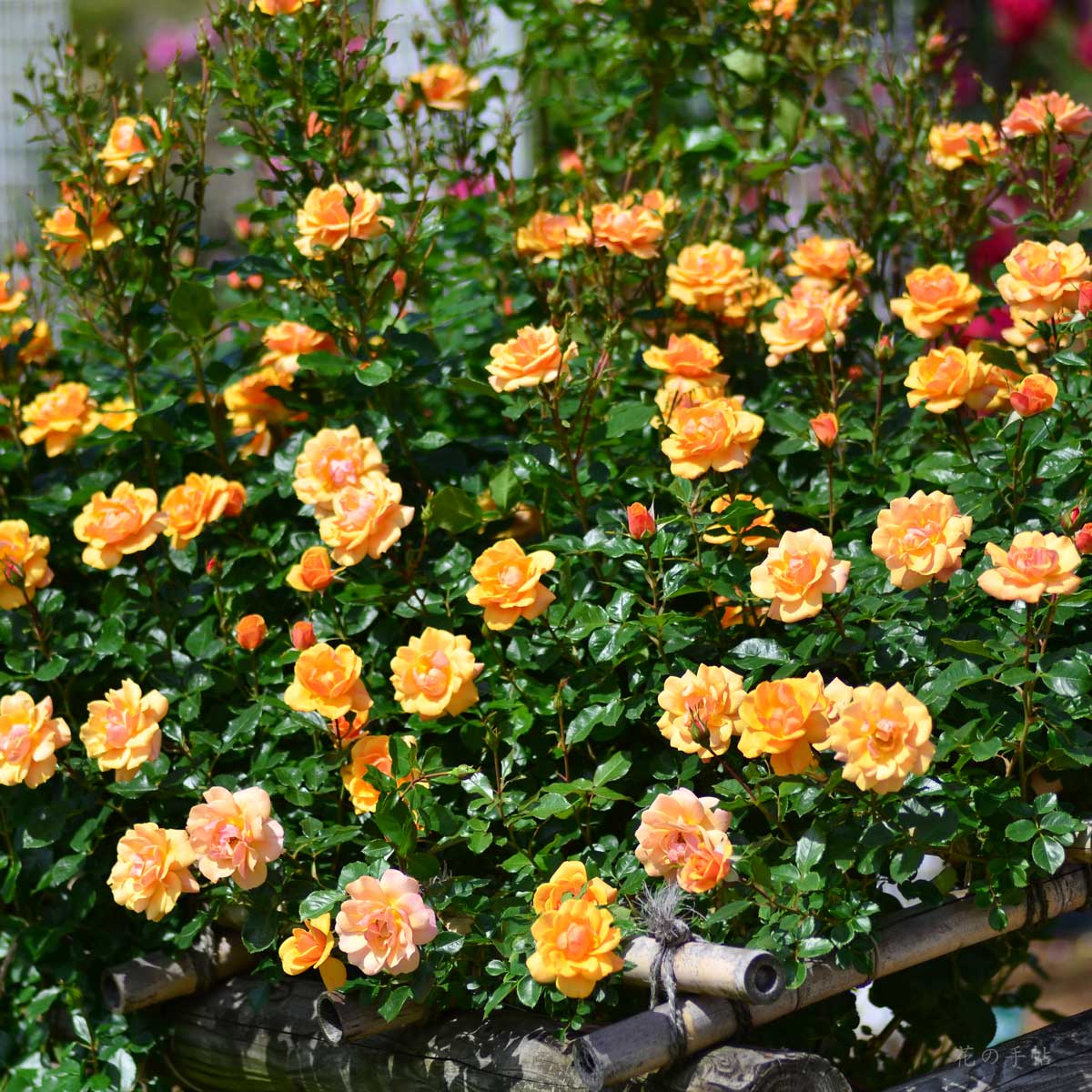 バラ サイレンスイズゴールデン｜花の手帖の薔薇図鑑