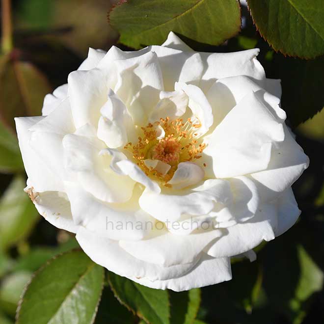 バラ シルエット｜花の手帖の薔薇図鑑