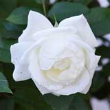 バラ シルバーアニバーサリー｜花の手帖の薔薇図鑑