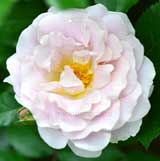 バラ シルバー クラウド｜花の手帖の薔薇図鑑