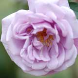 バラ シルバースター｜花の手帖の薔薇図鑑