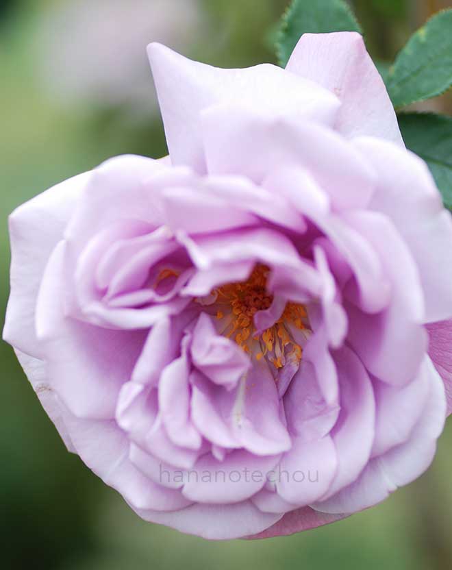 バラ シルバー スター｜花の手帖の薔薇図鑑