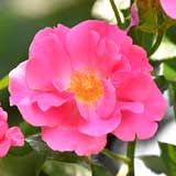 バラ サークロー｜花の手帖の薔薇図鑑