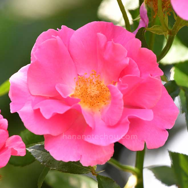 バラ サークロー｜花の手帖のバラ図鑑