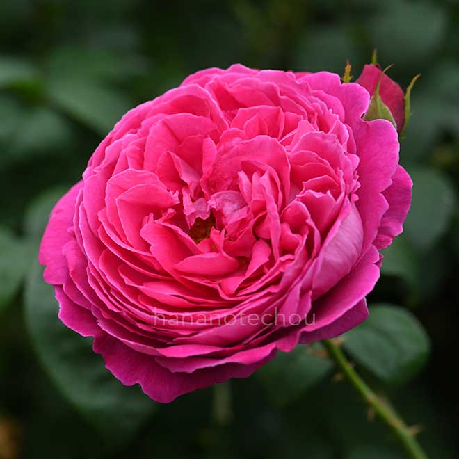 バラ サー エドワード エルガー｜花の手帖の薔薇図鑑