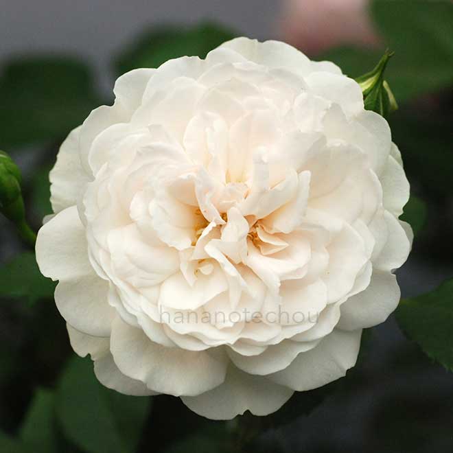 バラ サー ガラハット｜花の手帖の薔薇図鑑