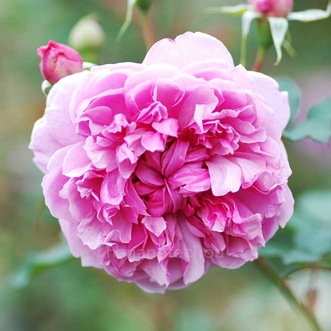 バラ シスター エリザベス｜花の手帖の薔薇図鑑