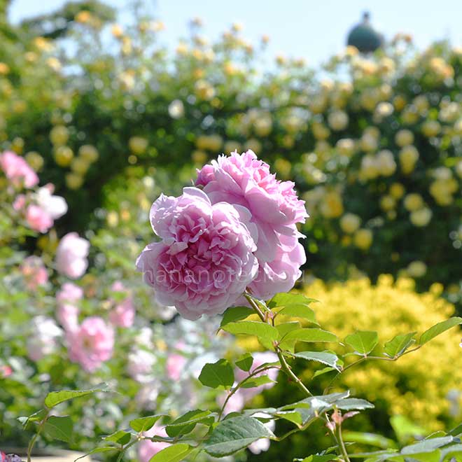 バラ シスター エリザベス｜花の手帖の薔薇図鑑