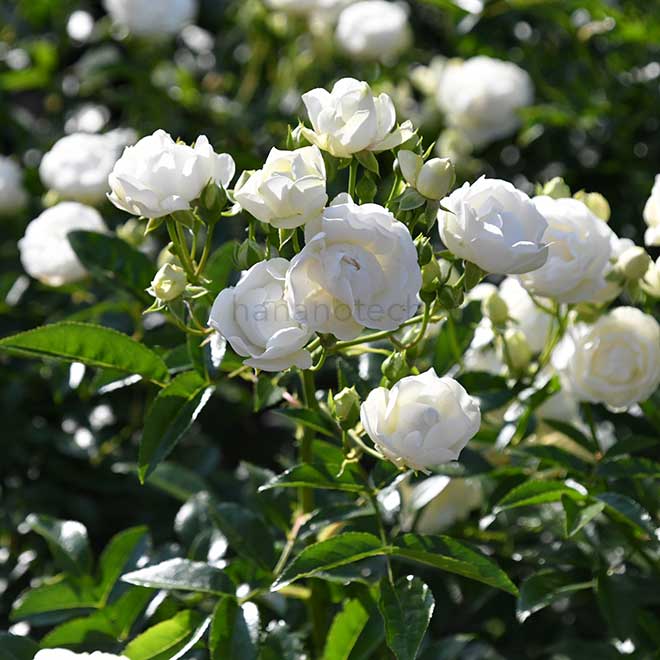 バラ シュネープリンセス｜花の手帖の薔薇図鑑