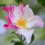 バラ ソアリング スピリッツ｜花の手帖の薔薇図鑑