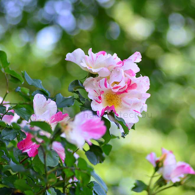 バラ ソアリング スピリッツ｜花の手帖の薔薇図鑑