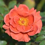 バラ ソワレ｜花の手帖の薔薇図鑑