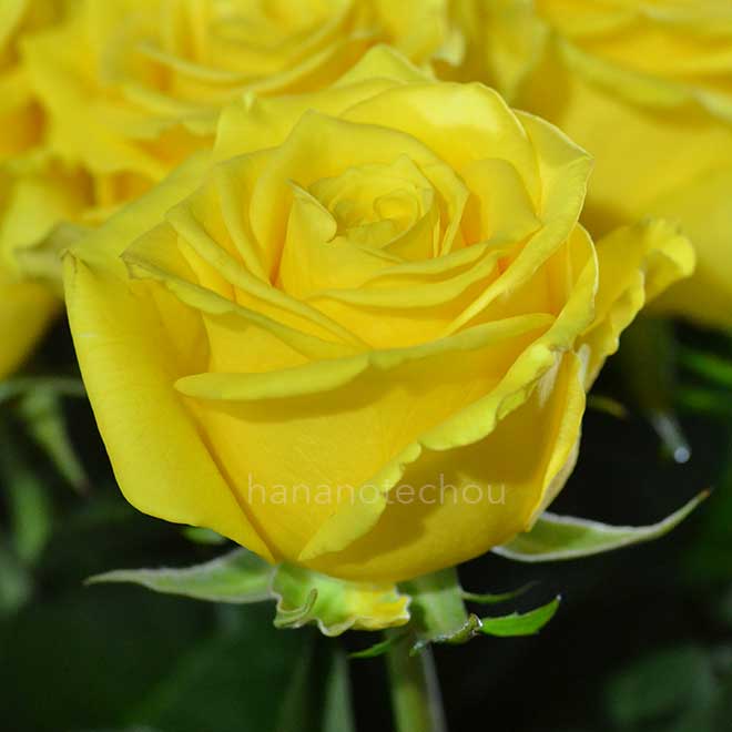 バラ ソラーレ｜花の手帖の薔薇図鑑