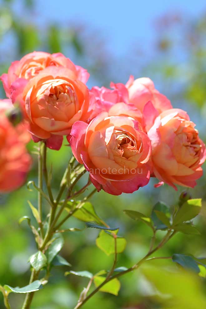 バラ ソレイユ ロマンティカ｜花の手帖の薔薇図鑑