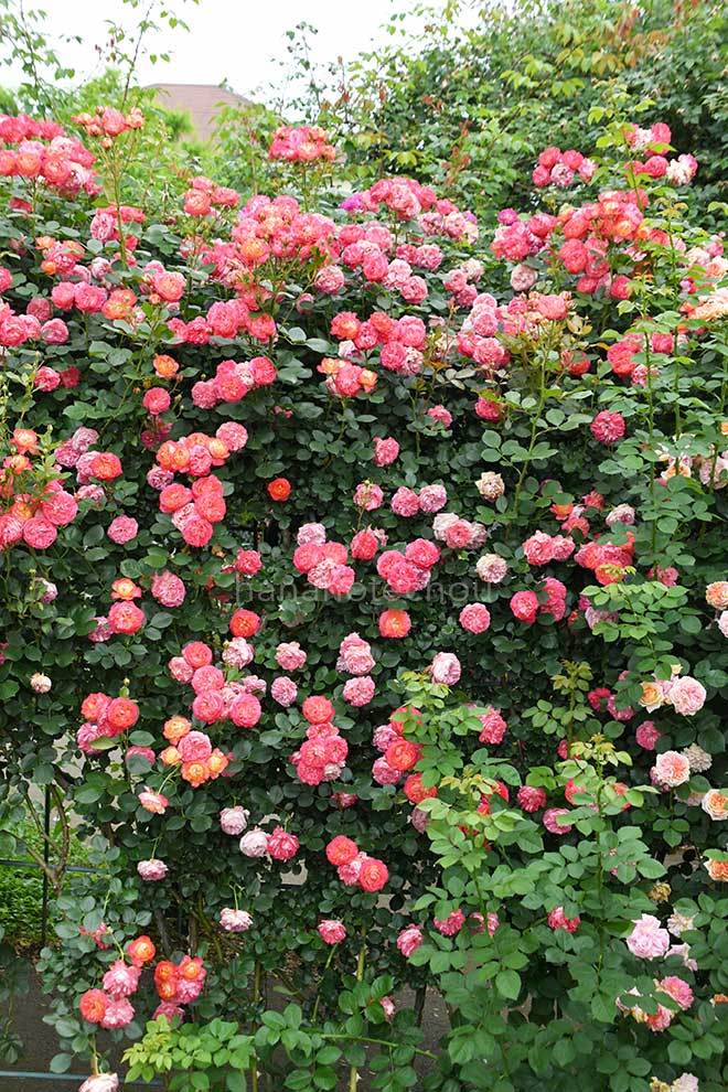 バラ ソレイユ ロマンティカ｜花の手帖の薔薇図鑑
