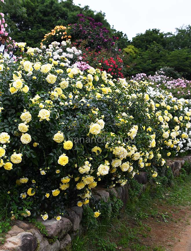 バラ ソレロ｜花の手帖の薔薇図鑑