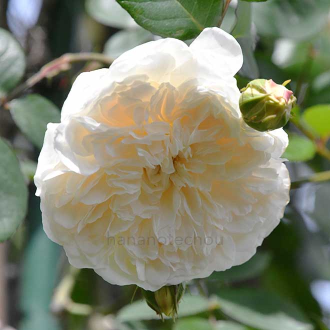 バラ ソンブロイユ｜花の手帖の薔薇図鑑