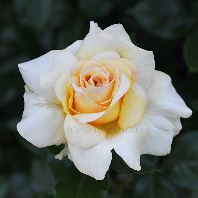 バラ サムシングスペシャル｜花の手帖の薔薇図鑑