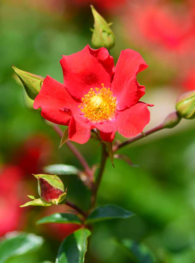 バラ ｜花の手帖の薔薇図鑑
