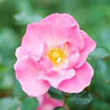 バラ ゾンマーヴィント｜花の手帖の薔薇図鑑